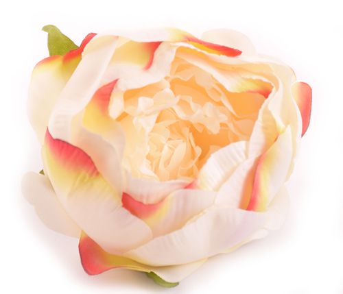 Peonia główka krempomarańcz na Arena.pl