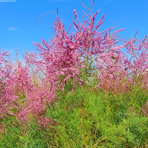 Tamaryszek francuski (Tamarix) w donmiczkach P11, wysokość 20-30 cm na Arena.pl