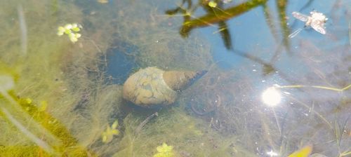 5 x Ślimak Błotniarka Stawowa Filtruje i oczyszcza Na Glony na Arena.pl