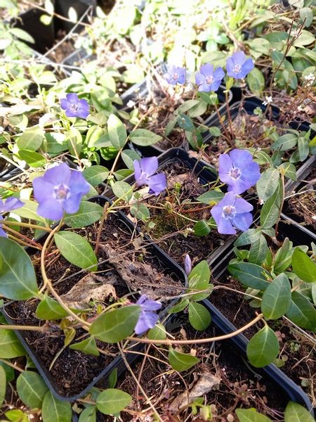 Barwinek pospolity zimozielona bylina okrywowa zdjęcie 2