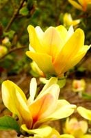 MAGNOLIA SZCZEPIONA SUNSATION SŁONECZNA IKONA WIOSENNEGO BLASKU