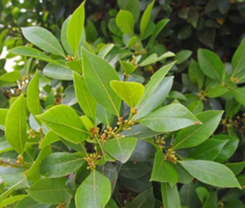 WAWRZYN SZLACHETNY Laurus nobilis NASIONA 150 sztuk - 100g. NW na Arena.pl