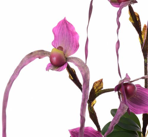 Storczyk Cattleya fioletowy Extra na Arena.pl