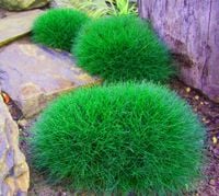 TRAWA NIEDŹWIEDZIE FUTRO PAKIET 10 SZT SADZONKA