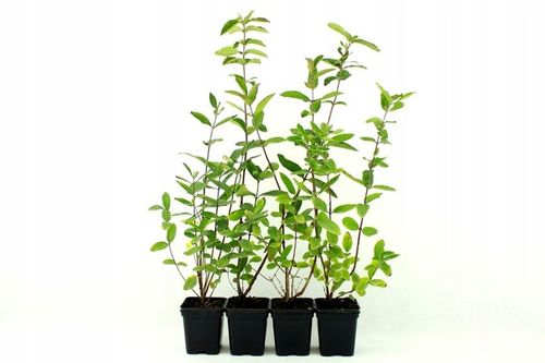 Szkółka Jagoda Kamczacka ZESTAW KANADYJSKICH odmian na Arena.pl