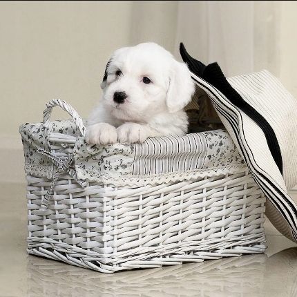 Dolvit allergy mini alergia u kotów DOLFOS 60 tab. na Arena.pl