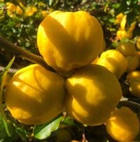 PIGWOWIEC japoński SADZONKI pigwa NALEWKA sok 2-letni