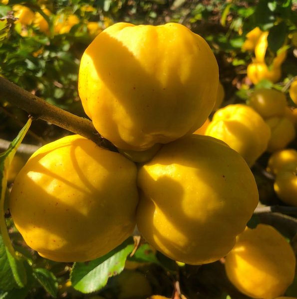 PIGWOWIEC japoński SADZONKI pigwa NALEWKA sok 2-letni zdjęcie 1