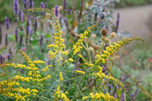 Nawłoć pomarszczona 'Fireworks' (Solidago rugosa) Doniczka 2.0L na Arena.pl