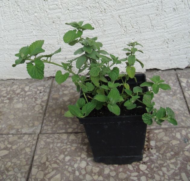 KOCIMIĘTKA FAASSENA Biała - sadzonki w doniczkach zdjęcie 2