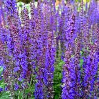 Szałwia omszona Niebieska 'Synchro Blue' (Salvia nemorosa) W Doniczce 1L