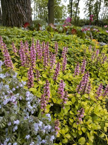 Dąbrówka rozłogowa Gold Chang - Ajuga reptans na Arena.pl