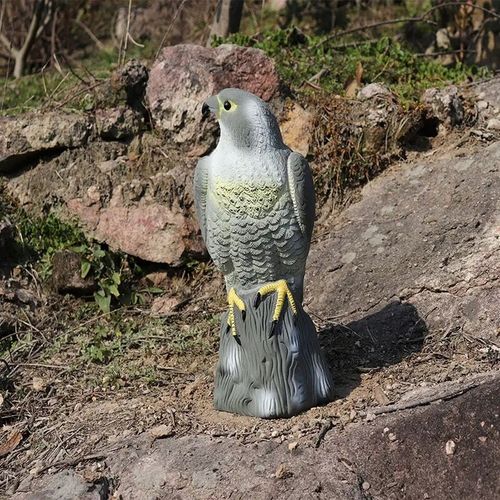 Jastrząb odstraszacz ptaków gołębi szpaków sokół na Arena.pl