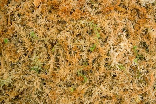 Besgrow Mech torfowiec Sphagnum Spagmoss 500g 40L - podłoże dla roślin na Arena.pl