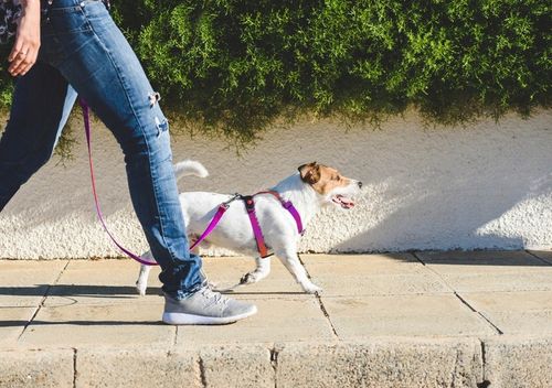 SZELKI GUARD DLA PSA REGULOWANE MOCNE BEZUCISKOWE WYGODNE PORZĄDNE roz. M na Arena.pl