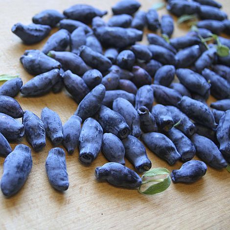 JAGODA KAMCZACKA SUPER zestaw ATUT+JOLANTA słodkie smaczne OWOCE w na Arena.pl