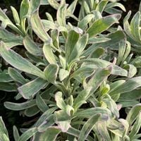 Lawenda wąskolistna 'Silver Edge' (Lavandula angustifolia) Doniczka 1.0L