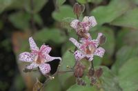 product-compare-56929913