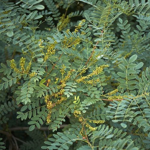 AMORFA krzewiasta Indygowiec Miododajny Do 80kg/ha Sadzonki w doniczkach 1L na Arena.pl