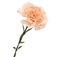 GOŹDZIK RÓŻOWY PASTELOWY POJEDYNCZY SZTUCZNY KWIAT DŁUGA GAŁĄZKA 70cm