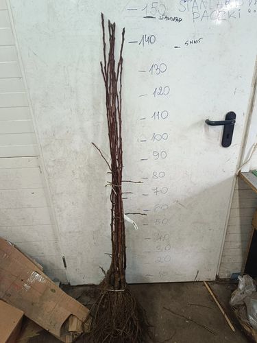 JABŁOŃ RAJSKA OZDOBNA SZCZEPIONA DOOLGO - sadzonki 120 / 140 cm na Arena.pl