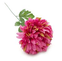 CHRYZANTEMA duża pojedyncza długa gałązka 70cm RÓŻOWA