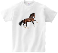 Koszulka T-shirt Konie