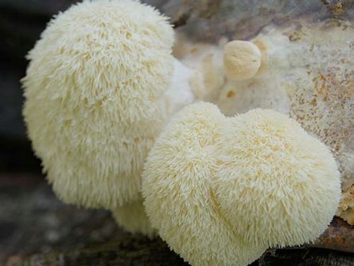 SOPLÓWKA JEŻOWATA gotowe podłoże 3kg GRZYBNIA na Arena.pl