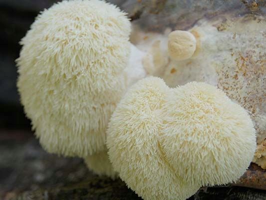 SOPLÓWKA JEŻOWATA gotowe podłoże 3kg GRZYBNIA zdjęcie 2