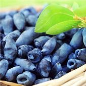 Jagoda kamczacka TUNDRA Słodkie owoce Zapylacz odmiany Aurora Sadzonki