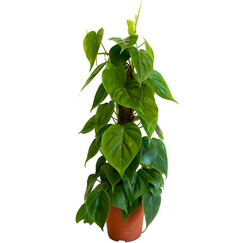 FILODENDRON SCANDENS  60 cm na Arena.pl
