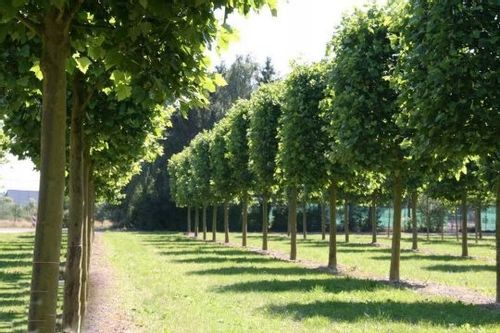 Platan 110-130-cm C3 na Arena.pl