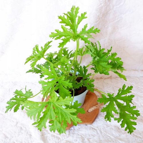 GERANIUM ANGINKA Pelargonium graveolens don.13cm na Arena.pl