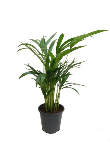 PALMA AREKA (ARECA) na Arena.pl