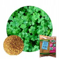 MIKROKONICZYNA NASIONA KONICZYNA DROBNOLISTNA BIAŁA 500G GĘSTA dekoracyjna