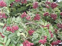 JARZĘBINA GRANATNAJA jadalna szczepiona - sadzonki 160 / 180 cm