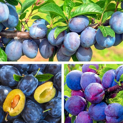 SADZONKI DRZEWKA OWOCOWE ŚLIWA WĘGIERKA DĄBROWICKA STARA POLSKA na Arena.pl