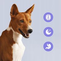 SUPLEMENT USPOKAJAJĄCY na STRES dla PSA Relax Formula Dog