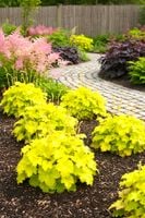 ŻURAWKA LEMON SUPREME LIMONKOWA IKONA ŚWIEŻOŚCI