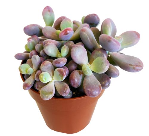 Pachyphytum Oviferum Rubra 10cm na Arena.pl