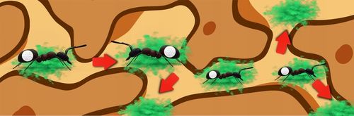 SILNY PROSZEK NA MRÓWKI W DOMU I OGRODZIE 1 KG na Arena.pl