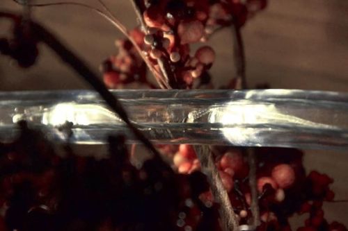 LED świetlny kabel - 960 diod, 40 m, zimna biel na Arena.pl