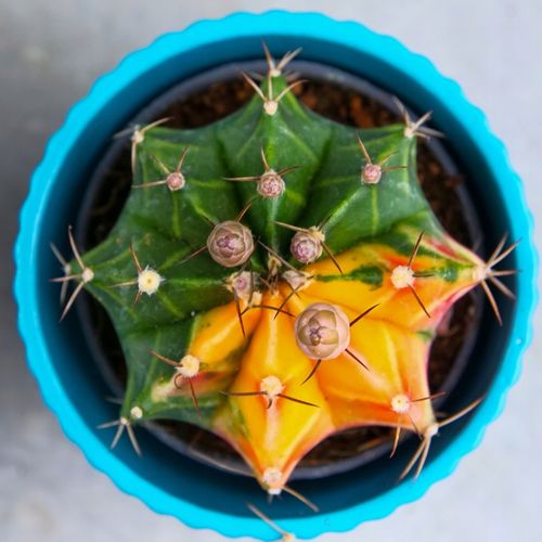 KOLOROWY KAKTUS Gymnocalycium mihanovichii Variegata NA KAŻDĄ OKAZJĘ na Arena.pl