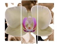 90 80CM OBRAZ T3 ELEM BIAŁY STORCZYK DRUK ŚCIENNY