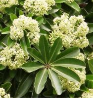 ALSTONIA SZKOLNA Alstonia scholaris NASIONA 300 sztuk - 10g.