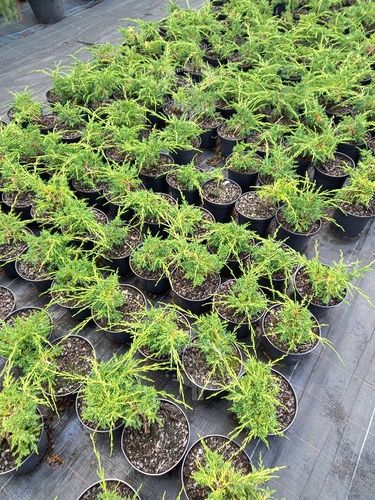 Jałowiec Shimpaku doskonała sadzonka na bonsai na Arena.pl