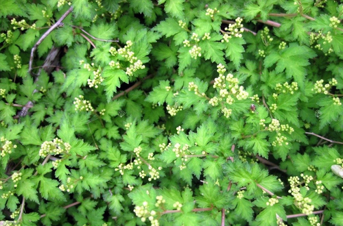 Tawulec Pogięty CRISPA 20-30cm Krzew Zielony Kwitnący na Arena.pl