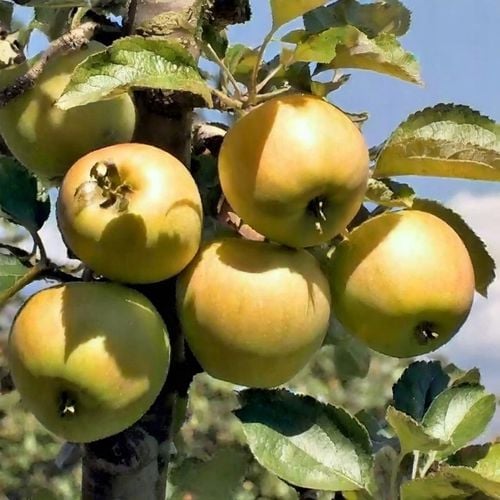 Jabłoń SZARA RENETA stara odmiana WYŚMIENITA na szarlotkę i przetwory na Arena.pl