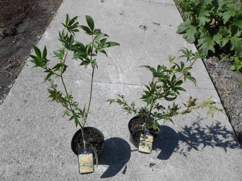 Klon palmowy Ukigumo unikatowy 40-60cm P14 zdjęcie 9