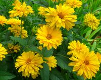 NASIONA Słoneczniczek Szorstki ŻÓŁY 1g Kwiaty 421653